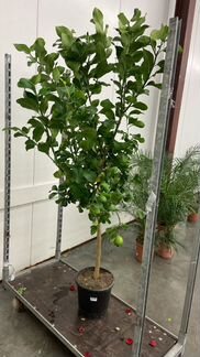 Лимон 180-190 см / Лимонное дерево