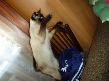 Тайская кошка ищет кота (есть котята)
