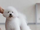 Собака Бишон фризе объявление продам