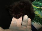 Котята в добрые руки бесплатно черные объявление продам