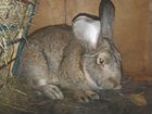 Кролики породы Фландр и не только объявление продам