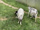 Дойные молочные альпийские козы
