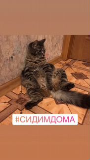Кошка