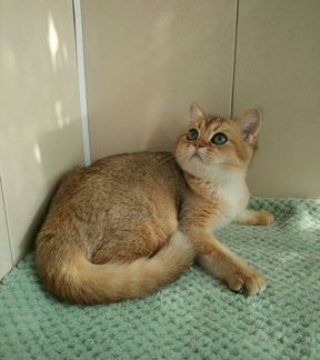 Золотой майский мальчик