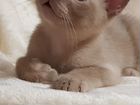 Элитные бурманские котята, родословная WFA объявление продам
