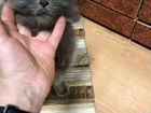 Мальчишки-котишки объявление продам