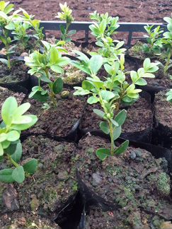 Саженцы голубики дюк