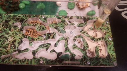 Муравьиная ферма VIP