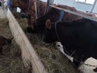 Джерсейская корова, нетель, телка объявление продам