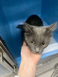 Кошка ласковая фенотип русской голубой