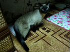 Чистокровная сиамская кошка - 2,5 года