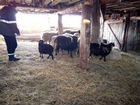Овцы бараны оптом объявление продам