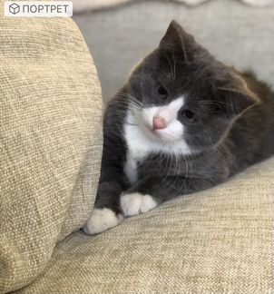 Котенок девочка