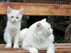 Котята от сибирской кошки бесплатно объявление продам