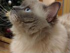 Невский маскарадный кот вязка объявление продам