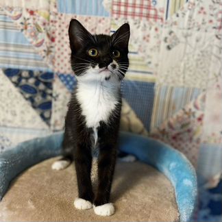 Котенок девочка