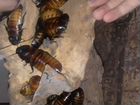 Мадагаскарские шипящие тараканы объявление продам