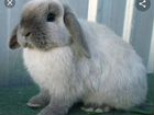 Вислоушка пекинской кролик баран продам можно с кл