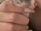 Крысы дамбо (2 шт) объявление продам