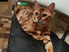 Бенгальская кошка ищет бенгала для вязки