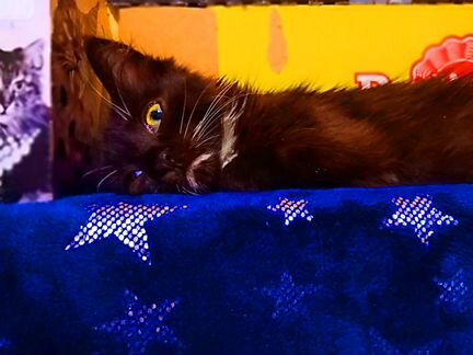 Котенок девочка 2,5 месяца шоколадная