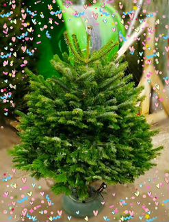 Ель живая с доставкой