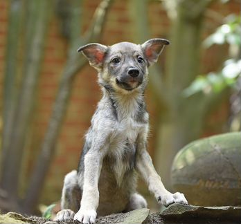 Щенок, мальчик. Маленькая собачка в кварти