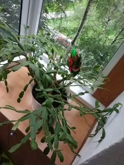 Шлюмбергера