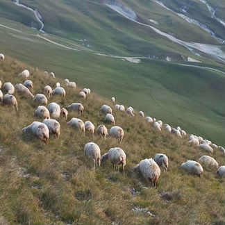 Овцы матки - фотография № 7