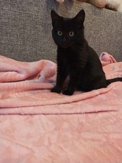 Котенок в дар