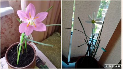 Цветы для дома