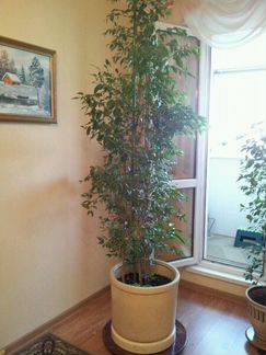 Фикус