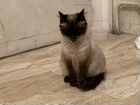 Кошка породы балинез