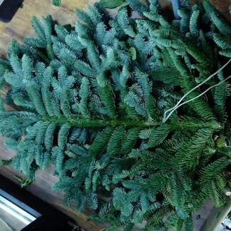 Новогодний живой лапник Пихты оптом