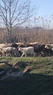 Курдючные бараны овцы - фотография № 1