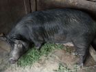 Свиноматки, домашняя свинина объявление продам