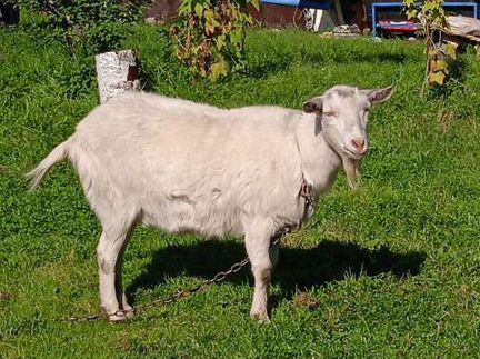 Зааненская коза - фотография № 1