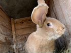 Кролики Фландры на племя объявление продам