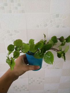 Комнатные растения